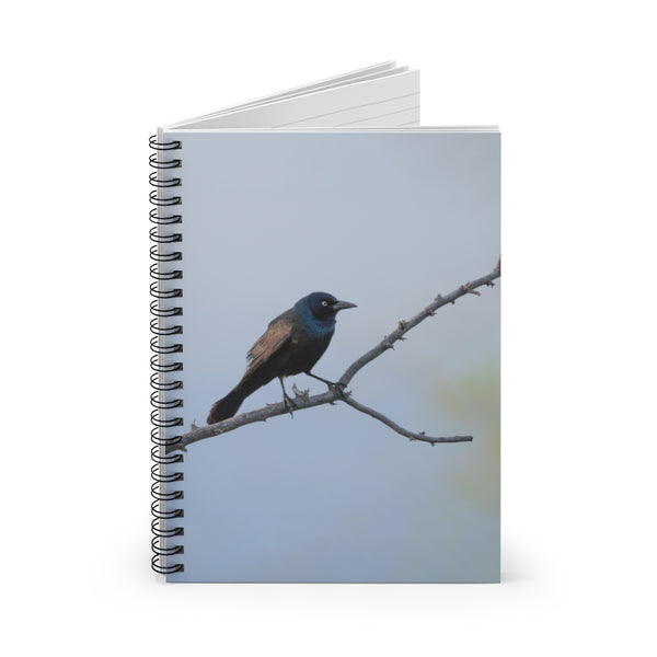 Common Grackle - Spiral Notebook
