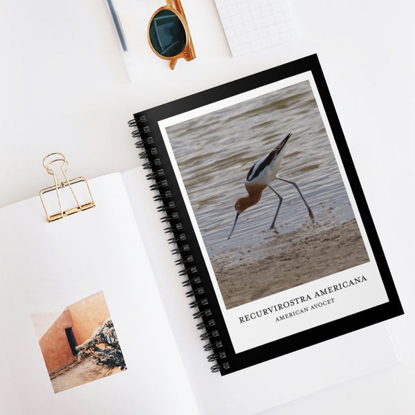 Scientific Name Style - American Avocet - Spiral Notebook