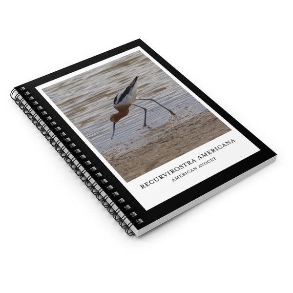 Scientific Name Style - American Avocet - Spiral Notebook