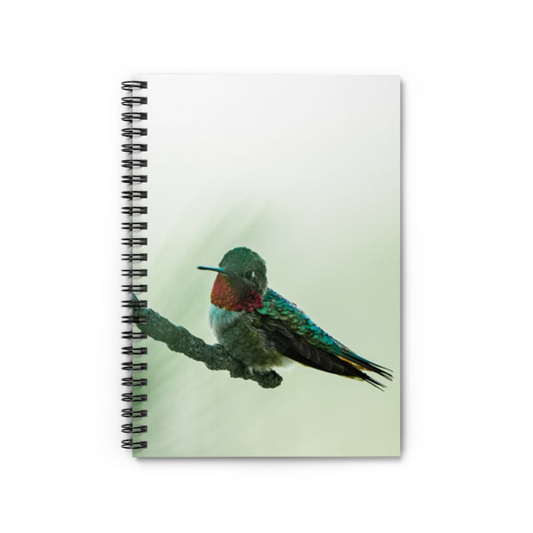 Broad-tailed Humming Bird - Spiral Notebook - Ruled Line