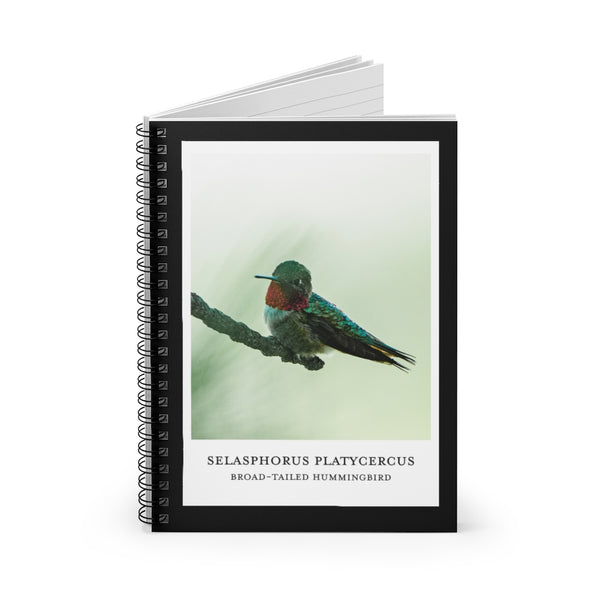 Scientific Name Style - Broad-Tailed Hummingbird - Spiral Notebook