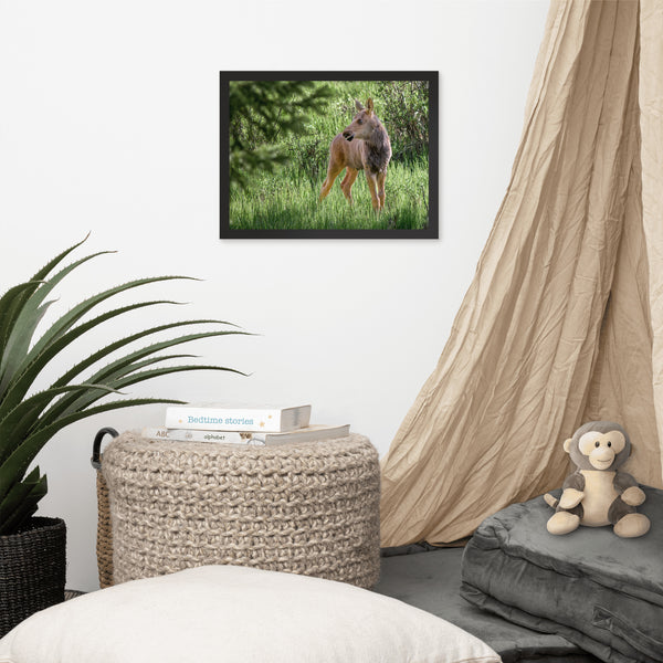 Baby Moose in the Glade Framed Photograph