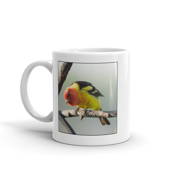 Scientific Name Style - Western Tanager