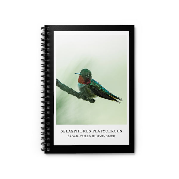 Scientific Name Style - Broad-Tailed Hummingbird - Spiral Notebook