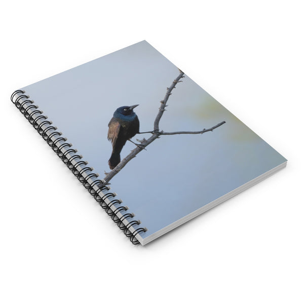 Common Grackle - Spiral Notebook