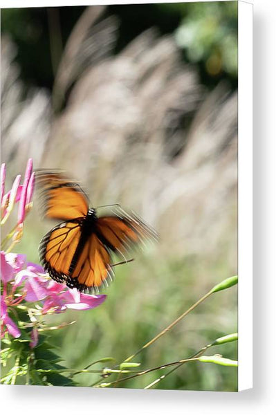 Fast Butterfly - Canvas Print