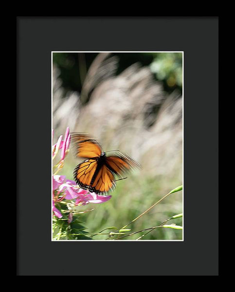 Fast Butterfly - Framed Print