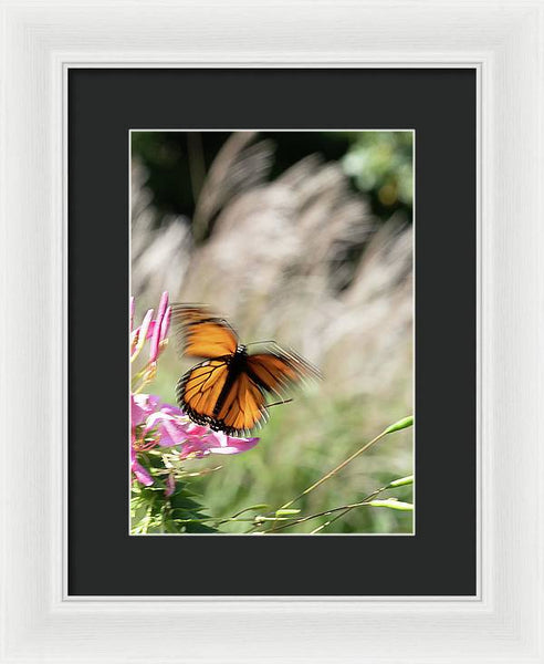 Fast Butterfly - Framed Print
