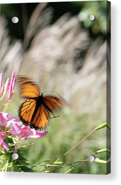 Fast Butterfly - Acrylic Print