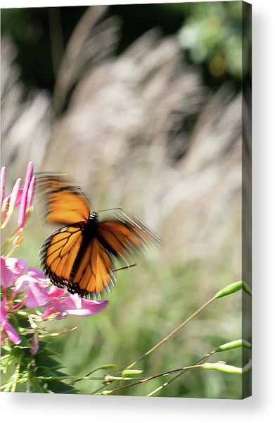 Fast Butterfly - Acrylic Print