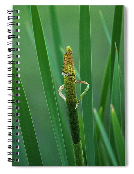 Little Guy in the Cattails - Spiral Notebook