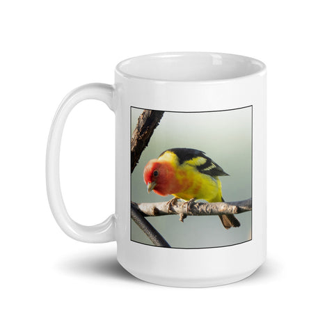 Scientific Name Style - Western Tanager